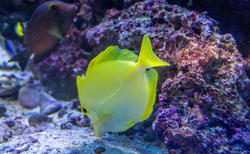 17660   Yellow fish