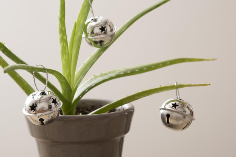 silver christmas bells hanging on a small aloe plant