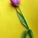 17364   Single cut fresh tulip on yellow background