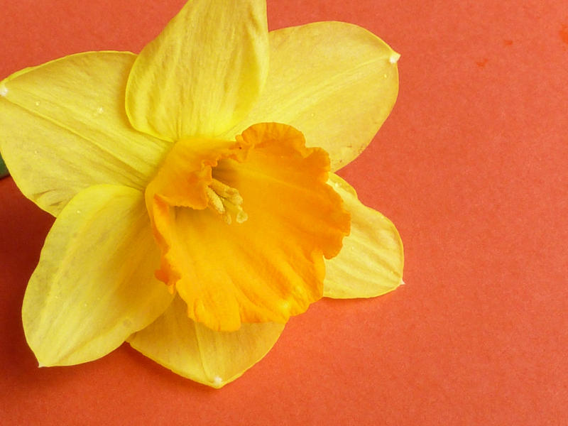 Single cut yellow daffodil with an orange corona o a matching orange background with copy space conceptual of spring