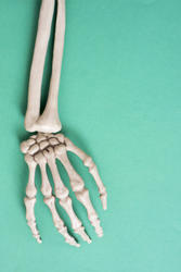 18027   halloween skeleton arm