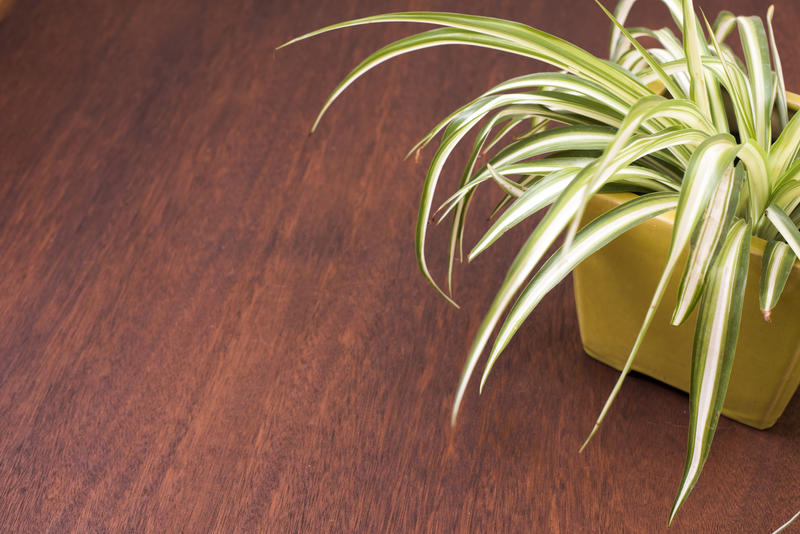 Ornamental variegated leaves of a spider plant or ribbon plant in a colorful yellow pot on a wooden table with copy space