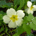 17366   White primrose flower in close up