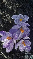 17609   Purple Crocuses