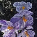 17609   Purple Crocuses