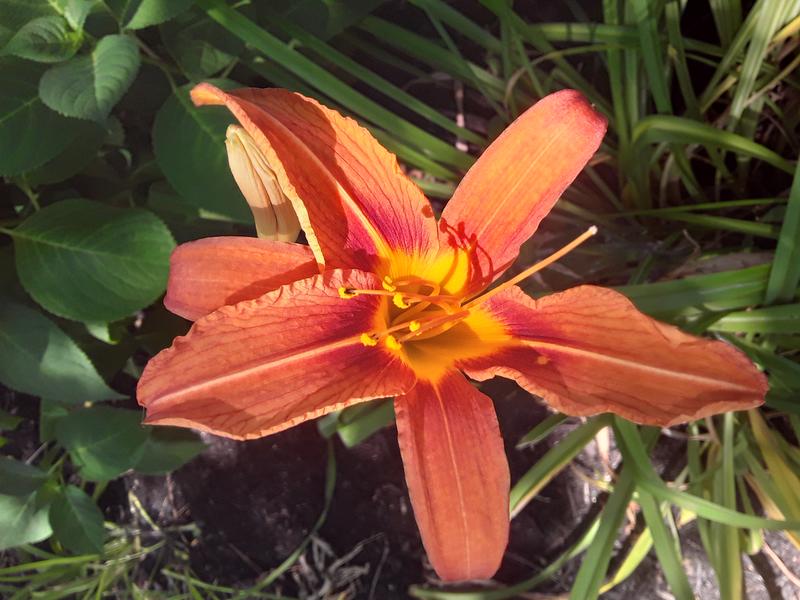 <p>A beautifull orange lilie</p>
A beautifull orange lilie