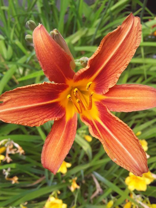<p>A beautifull orange lilie</p>
A Orange Tiger Lilie