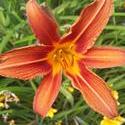 17492   A Beautifull Orange Tiger Lilie