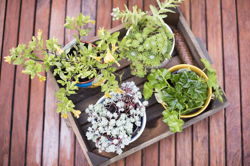 Tray of young potted plant seedlings with a geranium and succulents in a small wooden crate on an outdoor deck viewed top down