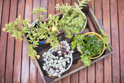 17840   Tray of young potted plant seedlings