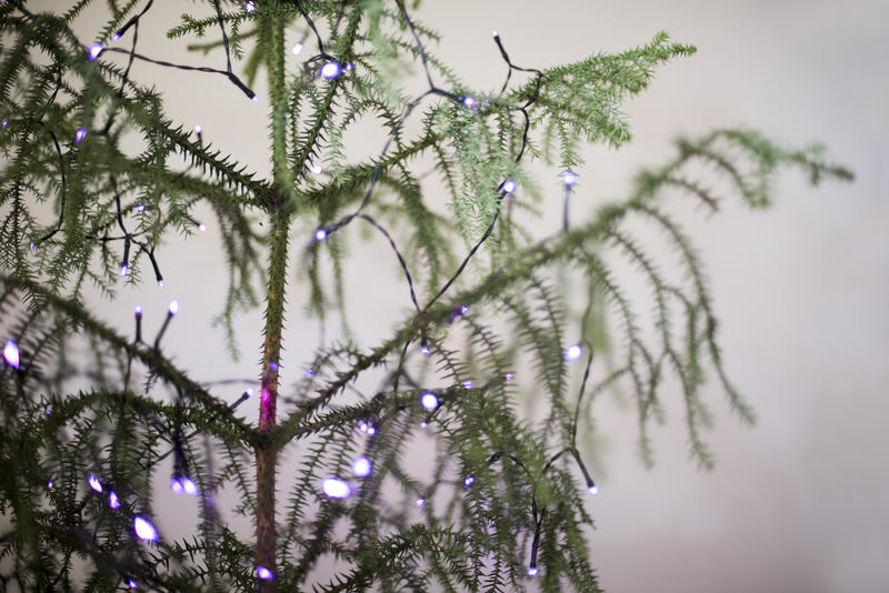 a plain christmas tree strung with purple coloured mini lights