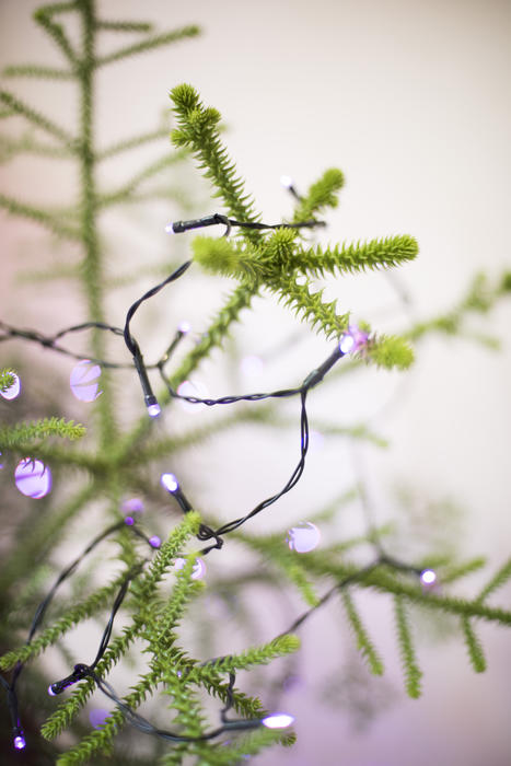 close up of purple lights on a living christmas tree