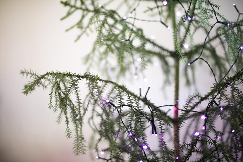 ethereal photo of a christmas tree and lights