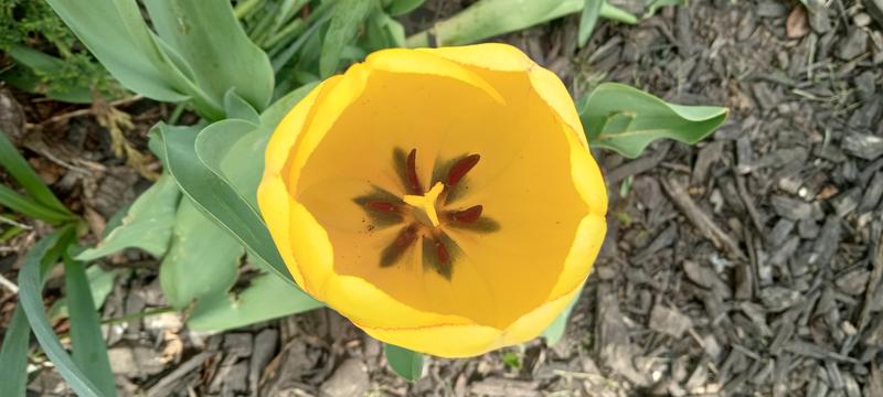 <p>Beautifull yellow tulip</p>
Gorgeous yellow tulip