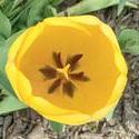 17907   Yellow tulip