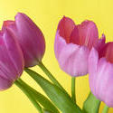 17369   Fresh spring tulips on yellow background