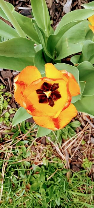 <p>Gorgeous orange tulip</p>
Gorgeous Tulip