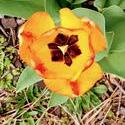 17898   Gorgeous Orange Tulip in Full Bloom