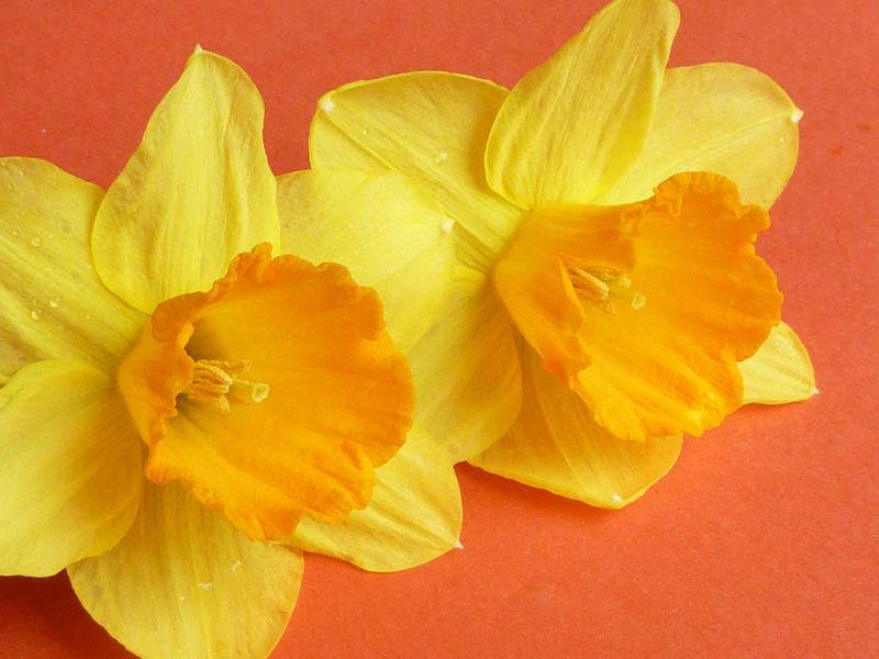 Two colorful yellow daffodil or narcissus flowers lying side by side on an orange background symbolic of the Spring season in a close up view