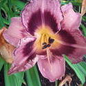 17550   Variegated Flower