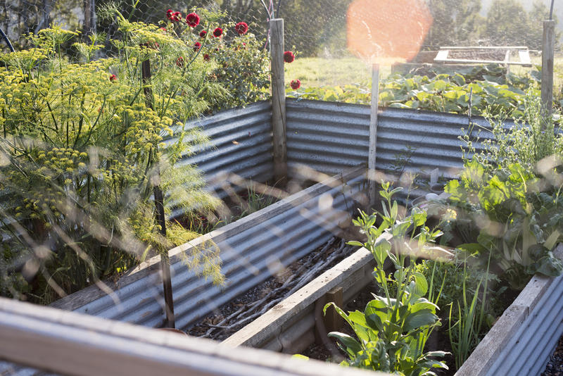 Neatly demarcated vegetable garden or patch in summer surrounded by protective corrugated iron sheets in a rural garden