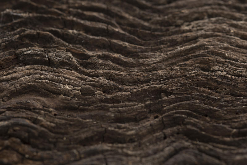 Dark brown wavy wooden texture of the bark of a tree, viewed in close-up details for full frame background concept