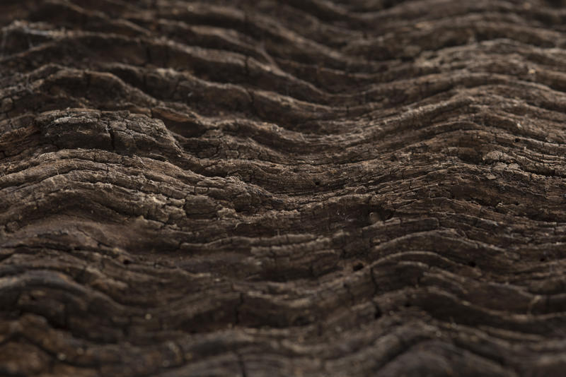 Dark brown wavy wooden texture of the bark of a tree, viewed in close-up details for full frame background concept
