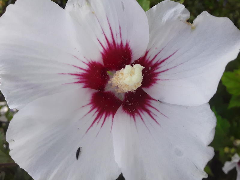 <p>A beautifull white flower in full bloom</p>
A beautifull white lilie in full bloom