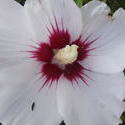 17559   Blooming White Hibiscus