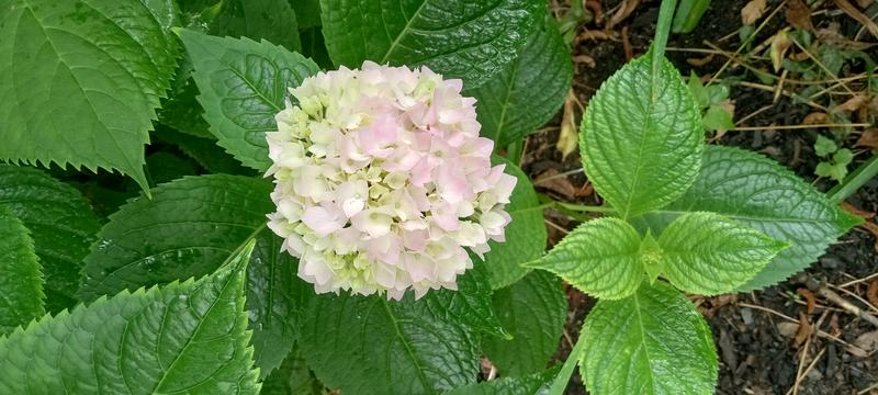 <p>Beautifull white flower</p>
Gorgeous white flower in full bloom