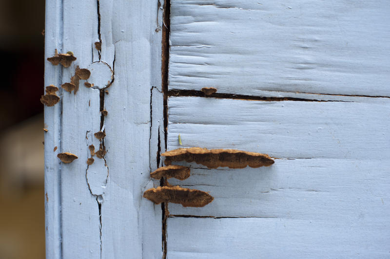 Old white painted rotting wooden with fungus growing in a crack caused by damp rot in a close up view