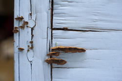 17758   Old rotting wooden with fungus growing in a crack