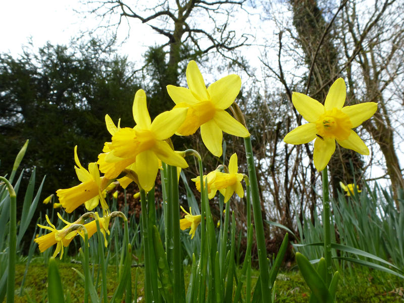 Wild-growing yellow daffodil flowers blooming in woodland in springtime from low angle. Natural background for Easter