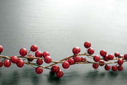 17290   Close up view of small red berries on vine