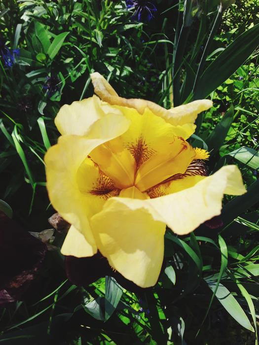 <p>Gorgeous yellow iris in full bloom</p>
Gorgeous yellow iris in full bloom