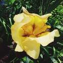 17637   Yellow Iris