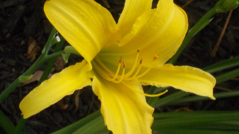 <p>Beautifull Lilies</p>
A gorgeous yellow lilie