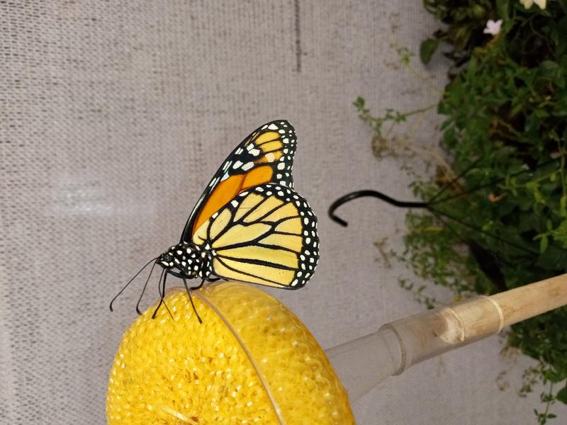 <p>Gorgeous monarch butterfly</p>
A beautifull monarch butterfly