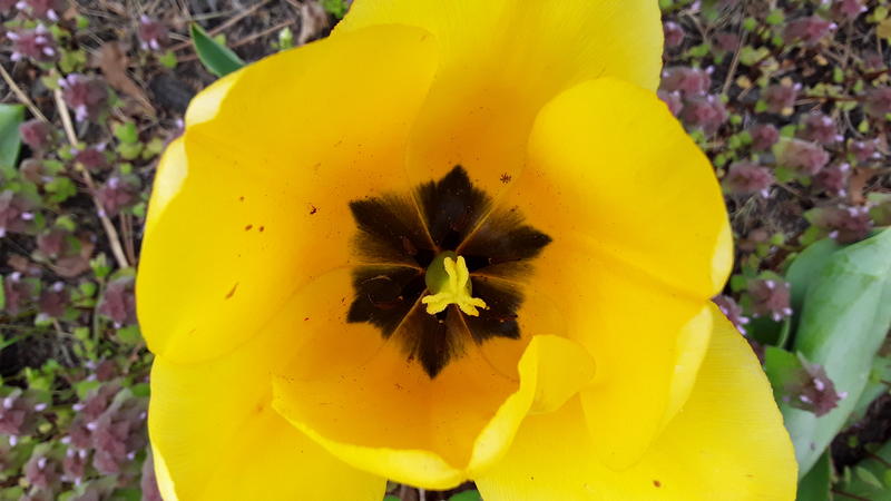 <p>A yellow tulip</p>
A gorgeous yellow tulip in full bloom