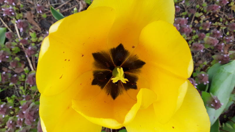 <p>A yellow tulip</p>
A gorgeous yellow tulip in full bloom