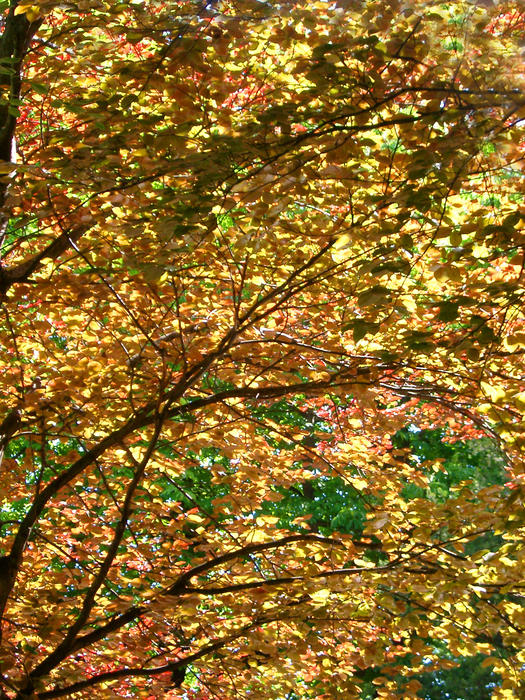 golden coloured autunmnal tree canopy
