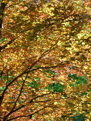 93-autumn_leaves3035.jpg