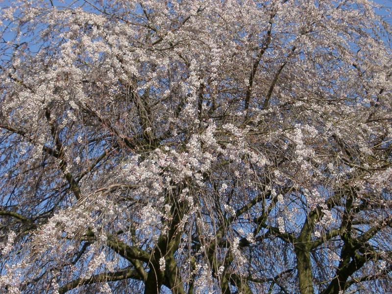 blossom on a catcyn tree