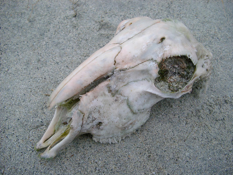 skull of a long since dead animal