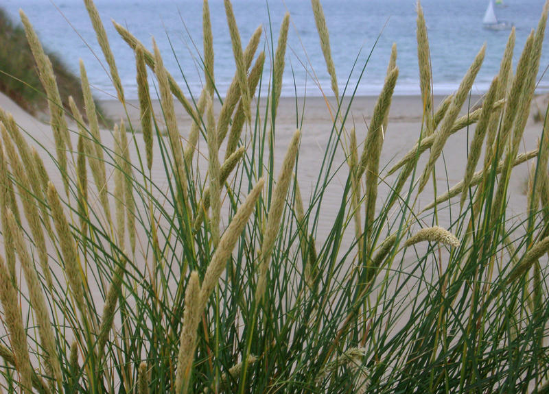 dune grass growing in the sand hills