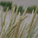 101-dune_grass_3869.jpg