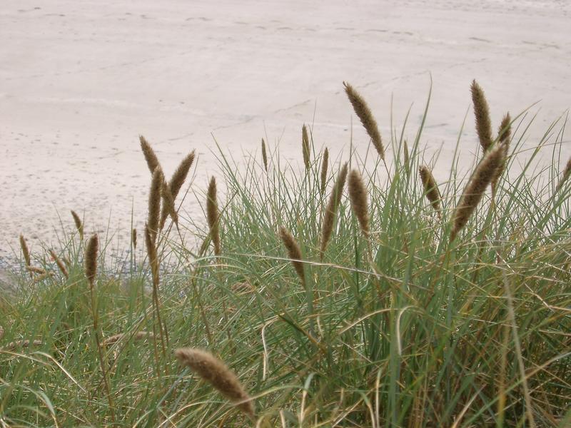 dune grass growing in the sand hills