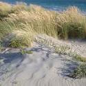 104-dune_grass_9239.JPG