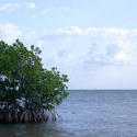 111-mangroves_5869.jpg