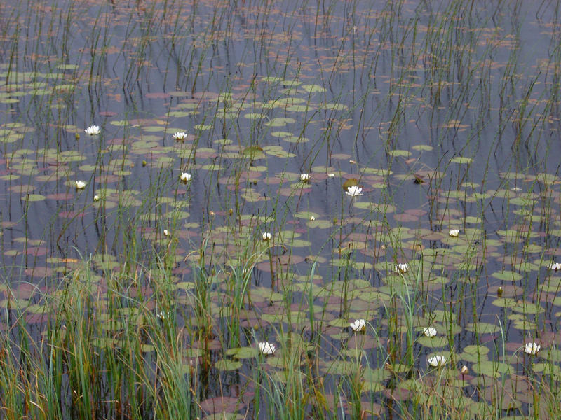 lily pads and grasses in a marshland pond
